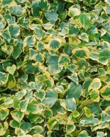 Hedera colchica 40- 60 cm