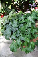 Hedera colchica 40- 60 cm