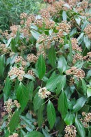 Hedera colchica 40- 60 cm