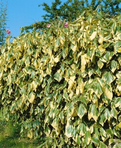 Hedera colchica Dentata Variegata 40- 60 cm