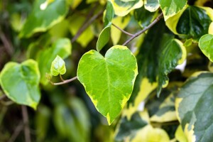 Hedera colchica Dentata Variegata 40- 60 cm