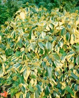 Hedera colchica Dentata Variegata 40- 60 cm