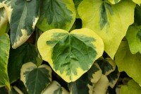 Hedera colchica Dentata Variegata 40- 60 cm