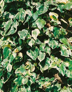 Hedera colchica Dentata Variegata 60- 100 cm