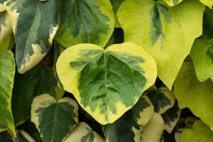 Hedera colchica Dentata Variegata kräftig 150- 200 cm