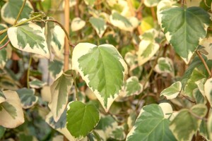 Hedera colchica Dentata Variegata kräftig 150- 200 cm