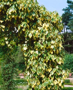 Hedera colchica Dentata Variegata kräftig 150- 200 cm