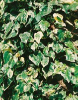 Hedera colchica Dentata Variegata kräftig 150- 200 cm