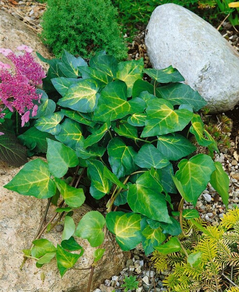 Hedera colchica Sulphur Heart 40- 60 cm