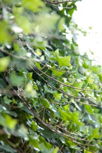 Hedera helix 60- 100 cm