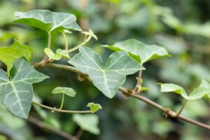 Hedera helix 60- 100 cm