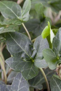 Hedera helix 60- 100 cm