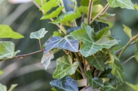 Hedera helix 60- 100 cm