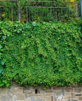 Hedera helix 60- 100 cm