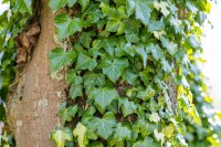 Hedera helix 60- 100 cm