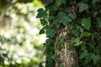 Hedera helix 60- 100 cm