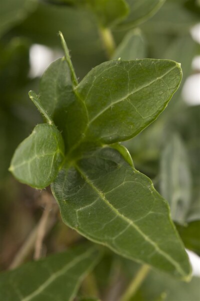 Hedera helix 40- 60 cm