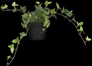 Hedera helix 40- 60 cm