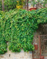 Hedera helix 40- 60 cm