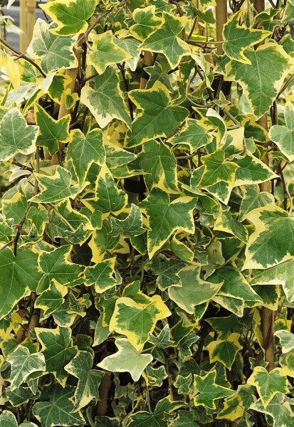 Hedera helix Goldchild 9 cm Topf - Größe nach Saison 15-  20