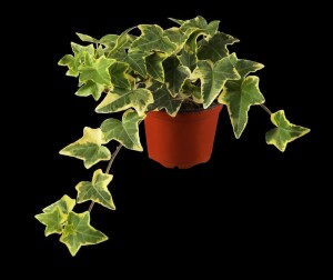 Hedera helix Goldchild 9 cm Topf - Größe nach Saison 15-  20