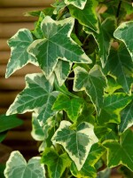 Hedera helix Goldchild 9 cm Topf - Größe nach Saison 15-  20