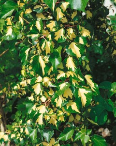 Hedera helix Goldheart 80- 100 cm