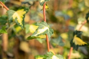 Hedera helix Goldheart 80- 100 cm