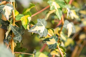 Hedera helix Goldheart 80- 100 cm