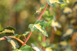 Hedera helix Goldheart 80- 100 cm