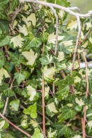 Hedera helix Goldheart 80- 100 cm