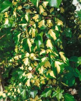 Hedera helix Goldheart 80- 100 cm