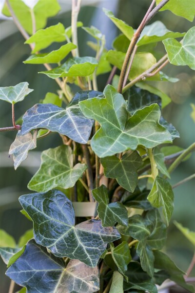 Hedera helix hibernica 40- 60 cm