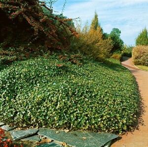 Hedera helix hibernica 40- 60 cm