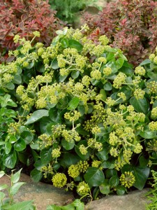 Hedera helix hibernica 40- 60 cm