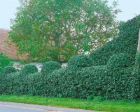 Hedera helix hibernica 40- 60 cm