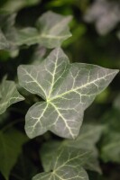 Hedera helix hibernica 40- 60 cm