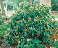 Hedera helix hibernica 40- 60 cm