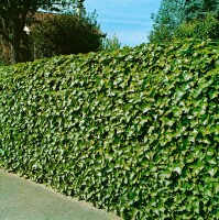 Hedera helix hibernica 40- 60 cm