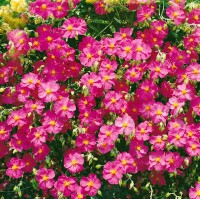 Helianthemum Ben Hope 2L 15-