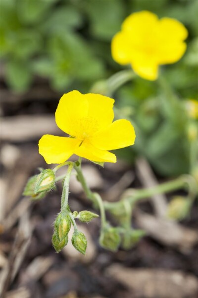 Helianthemum Sterntaler 2L 15-