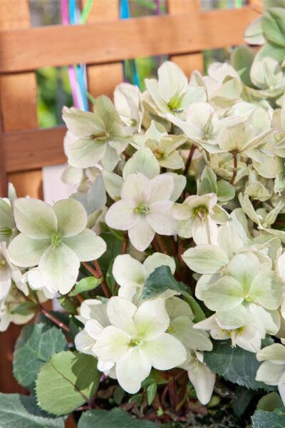 Helleborus x ericsmithii Champion 3L 50-