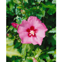 Hibiscus syriacus Aphrodita 60- 80 cm