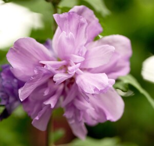 Hibiscus syriacus Ardens Stammhöhe 80 cm + Krone