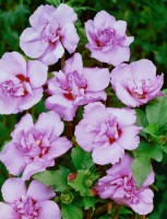 Hibiscus syriacus Ardens Stammhöhe 80 cm + Krone