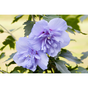 Hibiscus syriacus Blue Chiffon  -R- 3 L 40-  60