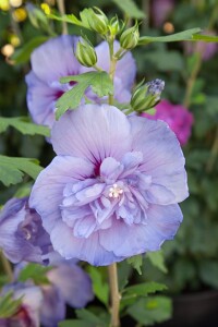 Hibiscus syriacus Blue Chiffon  -R- 3 L 40-  60