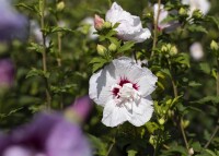 Hibiscus syriacus China Chiffon  -R- 3 L 40-  60