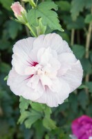 Hibiscus syriacus China Chiffon  -R- 3 L 40-  60