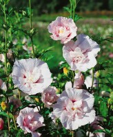 Hibiscus syriacus China Chiffon  -R- 3 L 40-  60